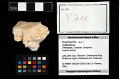 Foto (Objekt + Etikett) von Lecythocaris sp.  (NHMW-GEO-2014-0194-0210)